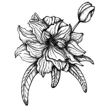 Flower line art Stock Illustration