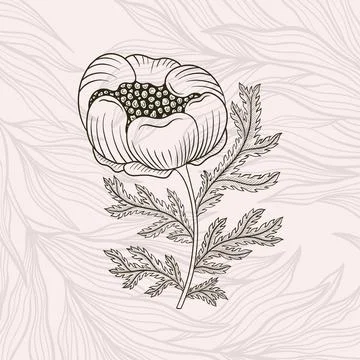 Flower line hand drawn style. One object vintage design. Elegant plant Willia Stock Illustration
