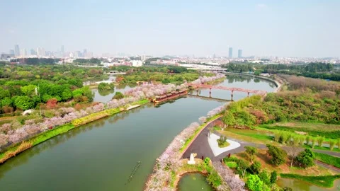 Flower lined shoreline curving around Haizhu Wetland water in Guangzhou China Stock Footage 346030950