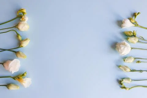 Flower lines of white Eustoma flowers on light blue background. Top view 스톡 사진