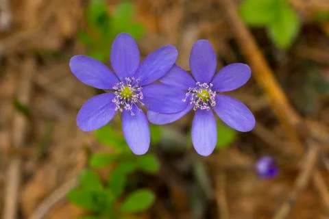 Flower of liver Stock Photos