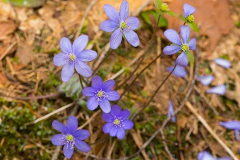 Flower of liver Stock Photos