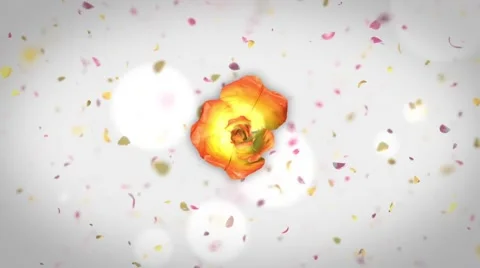 Flower Logo Sting 스톡 After Effects