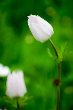 Flower looking upper left side Stock Photos