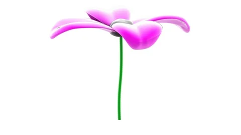 The flower. Loopinf footage with encoder Prores 4444 and alpha channel included. Stock Footage 111978591