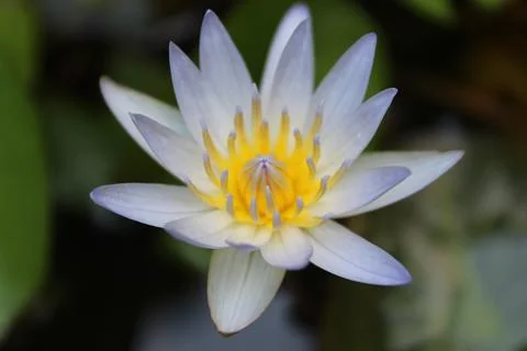 A flower lotus Stock Photos