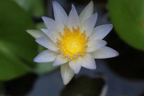 Flower lotus Stock Photos
