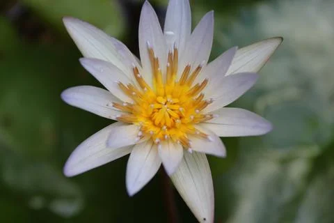 Flower lotus Stock Photos