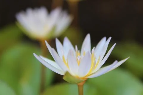 A flower lotus Stock Photos