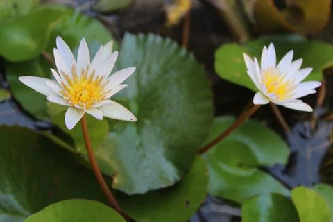 A flower lotus Stock Photos