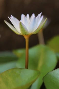 A flower lotus Stock Photos