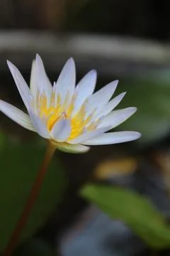 A flower lotus Stock Photos