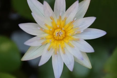 Flower lotus Stock Photos