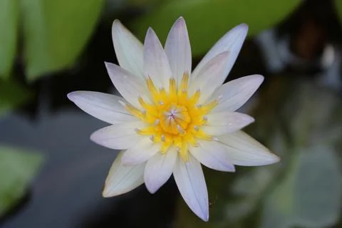 Flower lotus Stock Photos