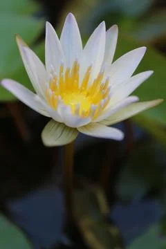 Flower lotus Stock Photos