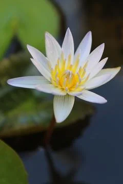 A flower lotus Stock Photos