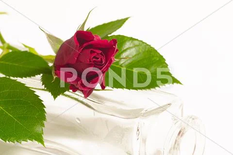 Flower love rose leaf red romance romantic still Stock Photos