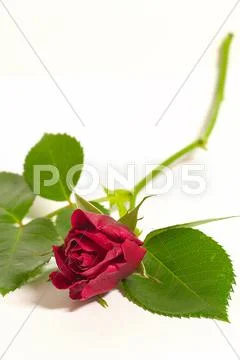 Flower love rose leaf red romance romantic still Stock Photos