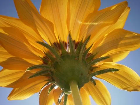 Flower low angle Photos