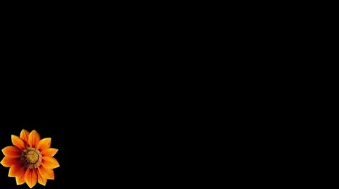 Flower lower third Stock Footage 10608062