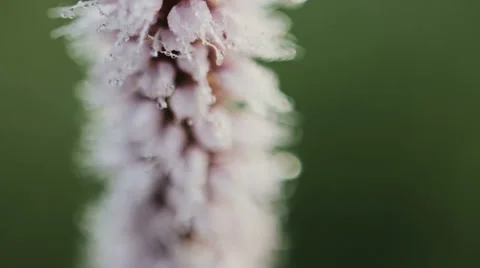 Flower macro dew 스톡 동영상 53336434