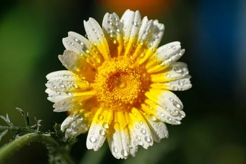 Flower Macro. Natural background. Gerbera. Water drops Stock Photos
