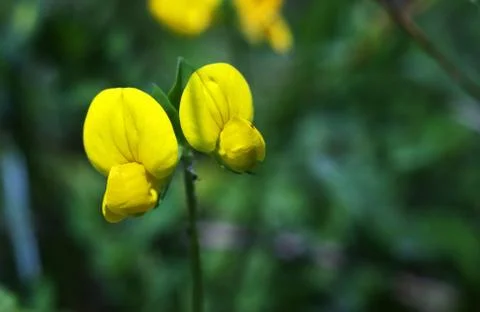 Flower macro Stock Photos