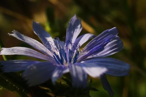 Flower macro Stock Photos