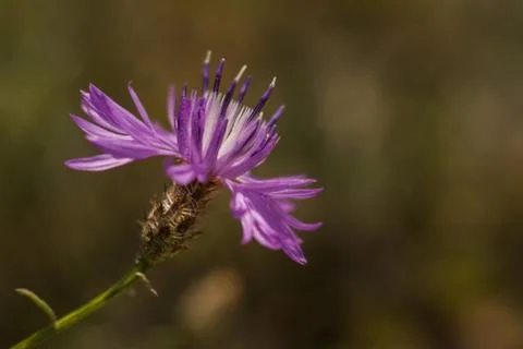 Flower macro Stock Photos