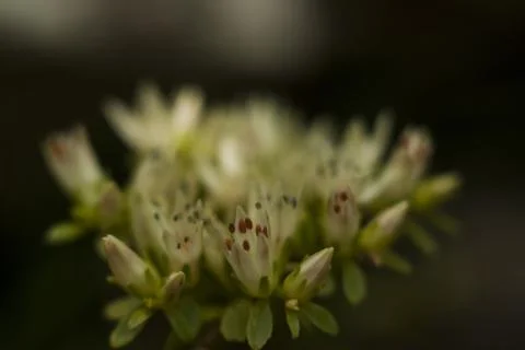 Flower macro Stock Photos