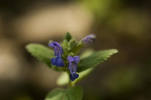 Flower macro Stock Photos
