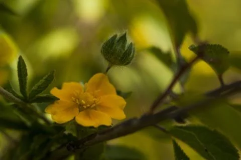 Flower macro Stock Photos