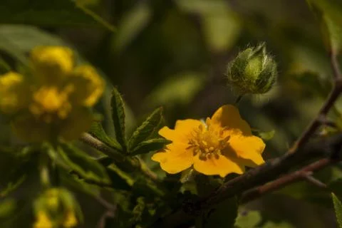 Flower macro Stock Photos