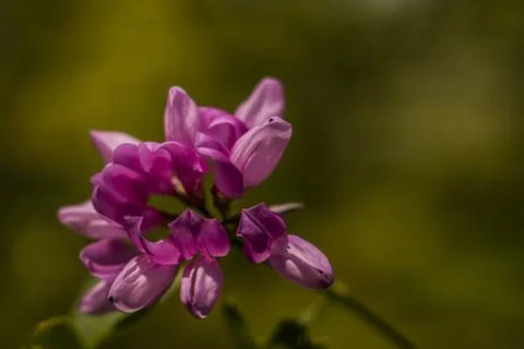 Flower macro Stock Photos