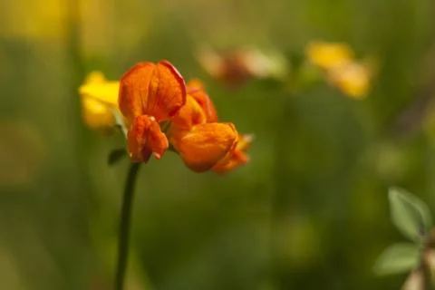 Flower macro Stock Photos