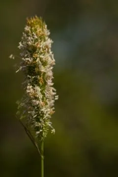 Flower macro Stock Photos