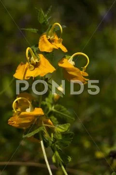 Flower macro Stock Photos