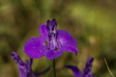 Flower macro Stock Photos