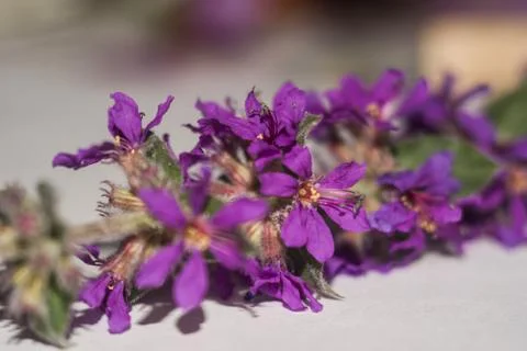 Flower macro Stock Photos