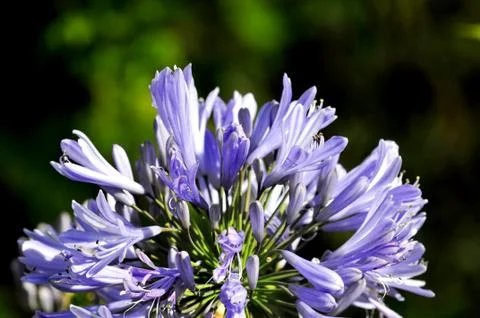 Flower macro Stock Photos