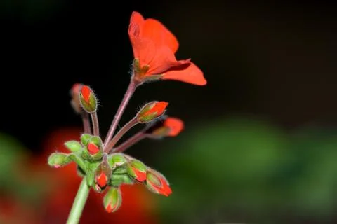 Flower macro Stock Photos