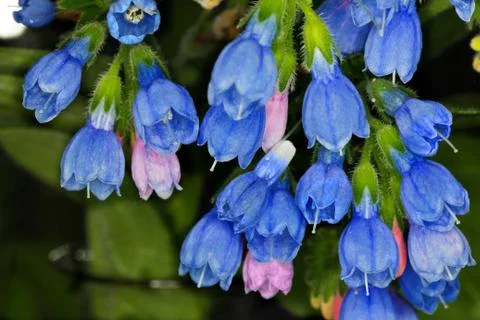 Flower macro Stock Photos