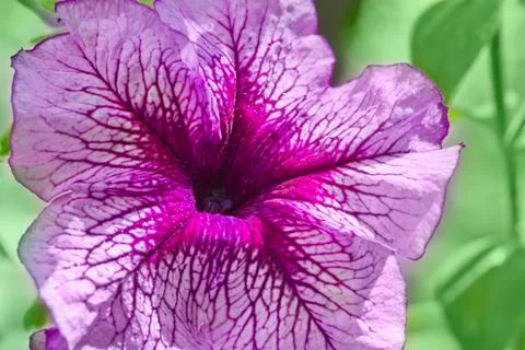 Flower macro Stock Photos