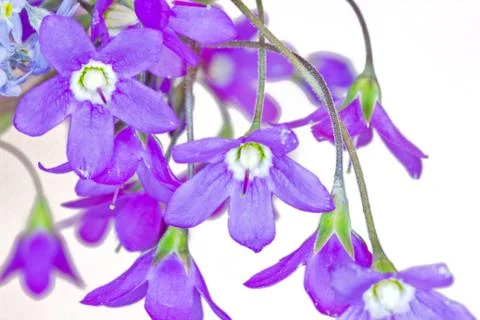 Flower macro Foto stock