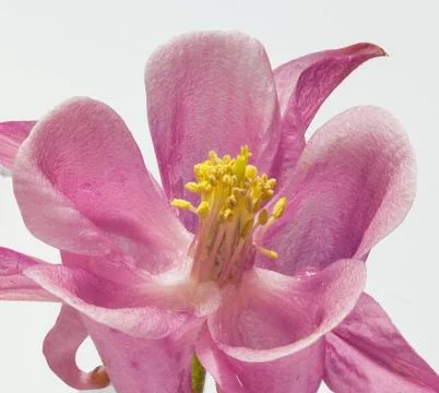 Flower macro Stock Photos