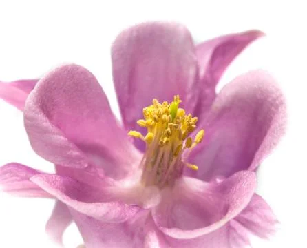 Flower macro Stock Photos