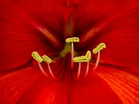 Flower macro Foto stock