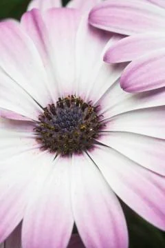 Flower macro Stock Photos