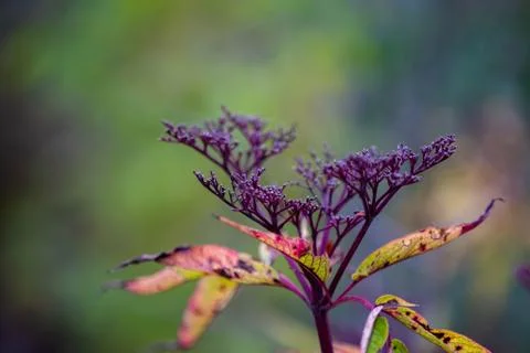 Flower in macro Stock Photos