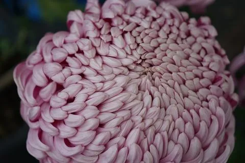 Flower macro Stock Photos